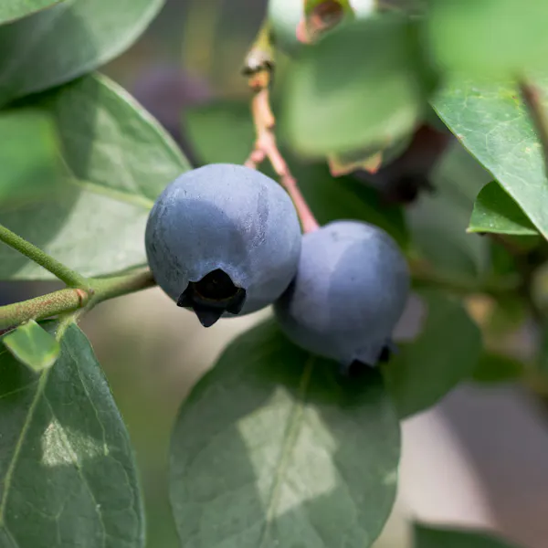Two bright blueberries grow on a blueberry plant.
