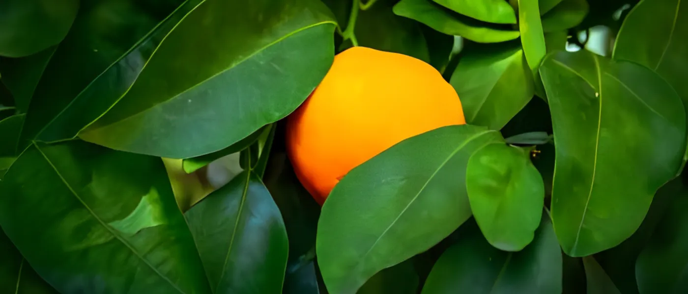 A bright orange on a tree.