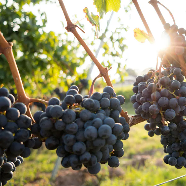 Large bunches of wine grapes grow along a vining plant.