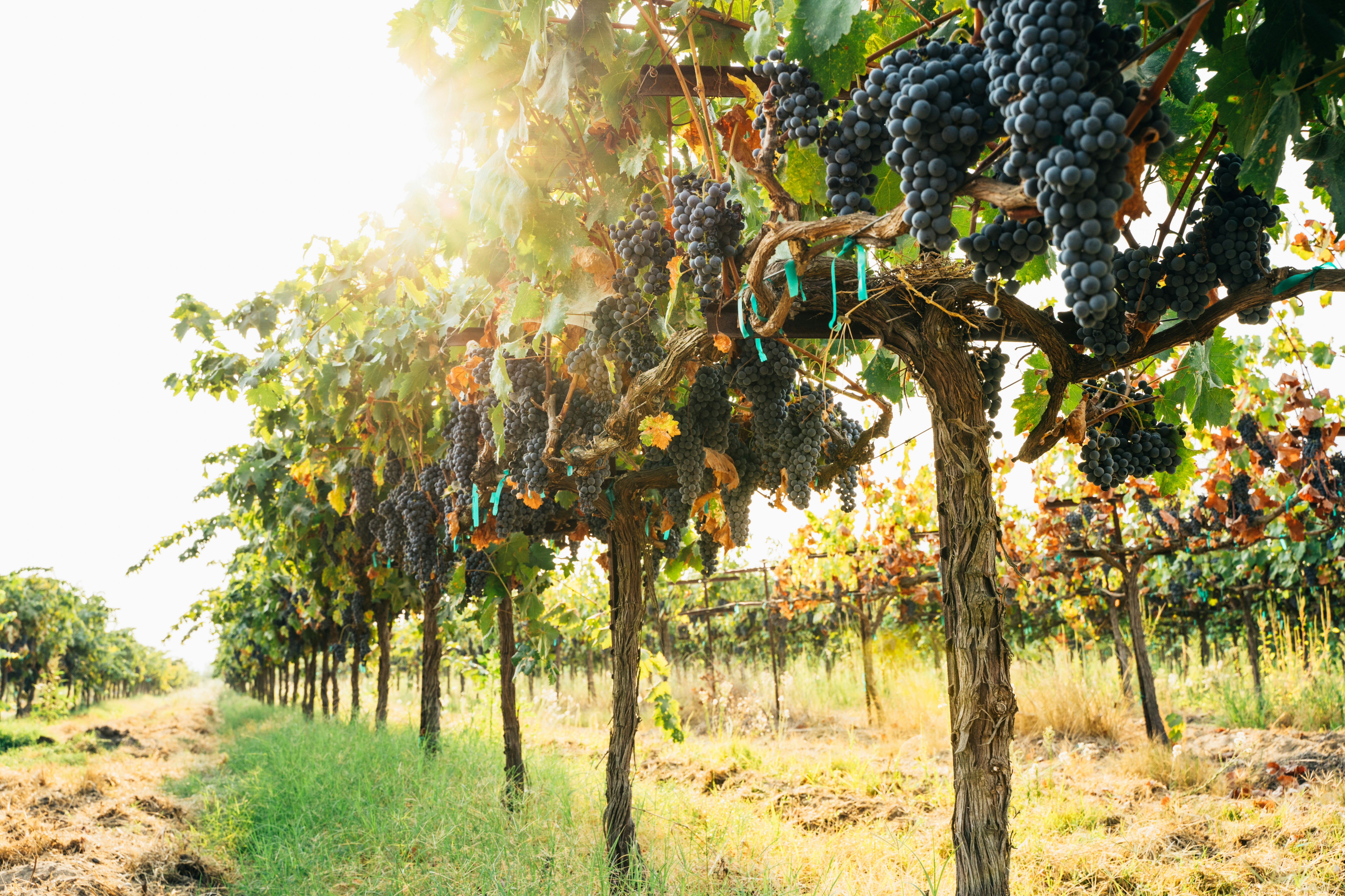 A vineyard with grape plants in a long neat row.