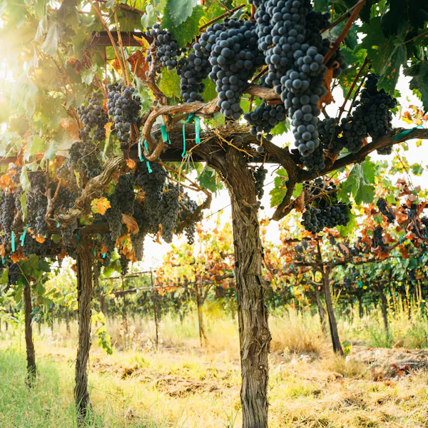 A vineyard with grape plants in a long neat row.