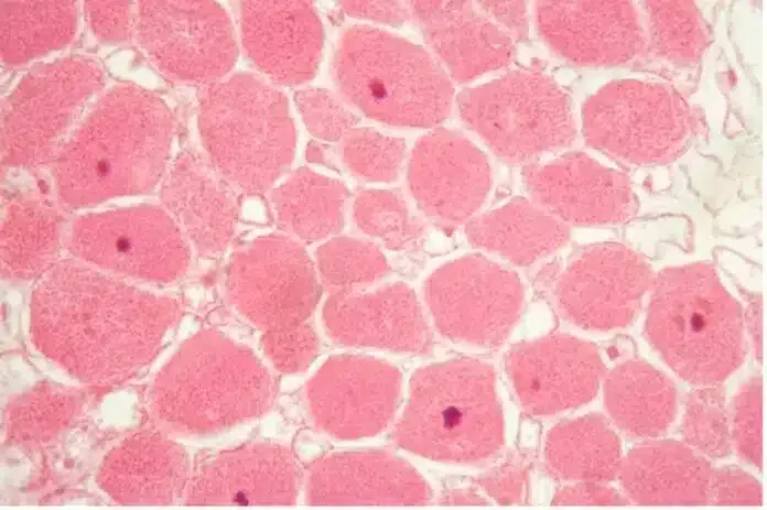 A microscopic view of microbes.