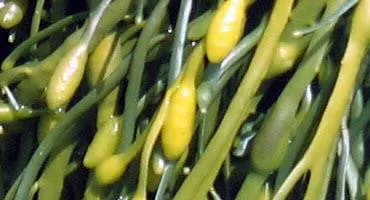 A close up view of green and yellow seaweed.