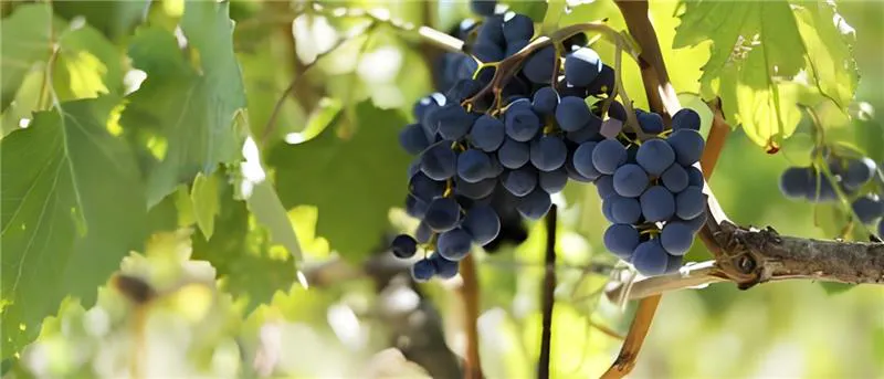 Two dark bunches of grape hang from a vined grape plant.