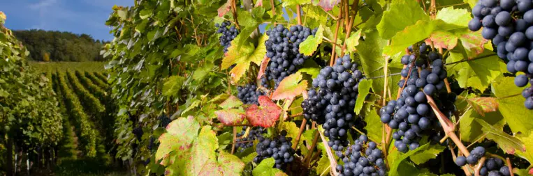 Wine grapes growing along a vine, with a vast vineyard in the background.