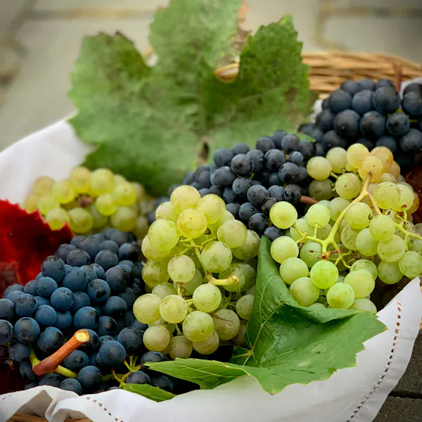 A basket filled with both green and dark purple grapes.