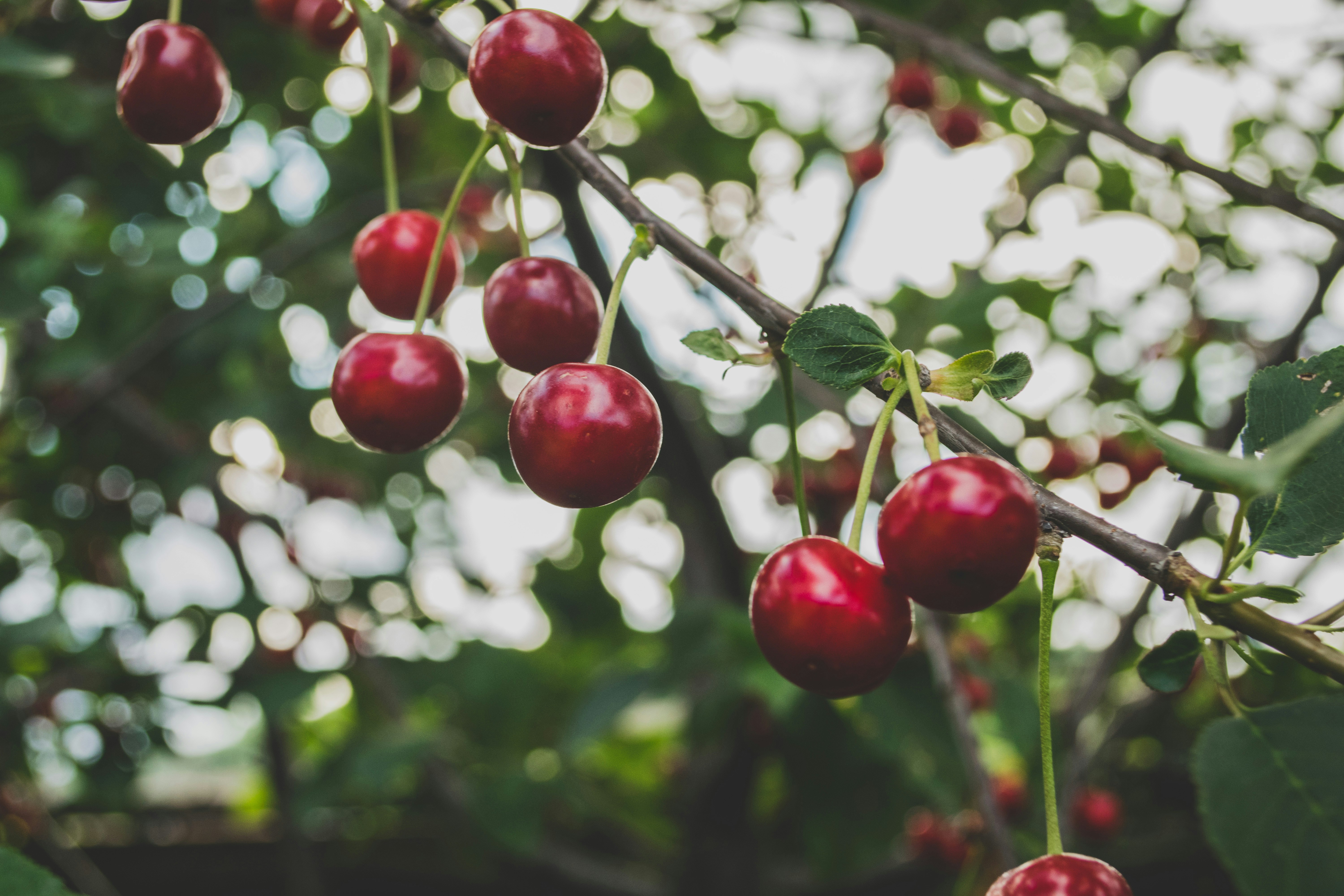 Vibrant red cherries growing along a tree branch.