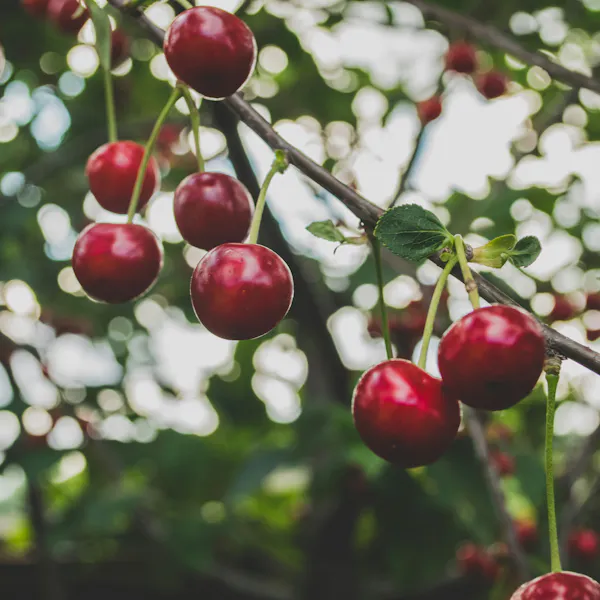 Vibrant red cherries growing along a tree branch.