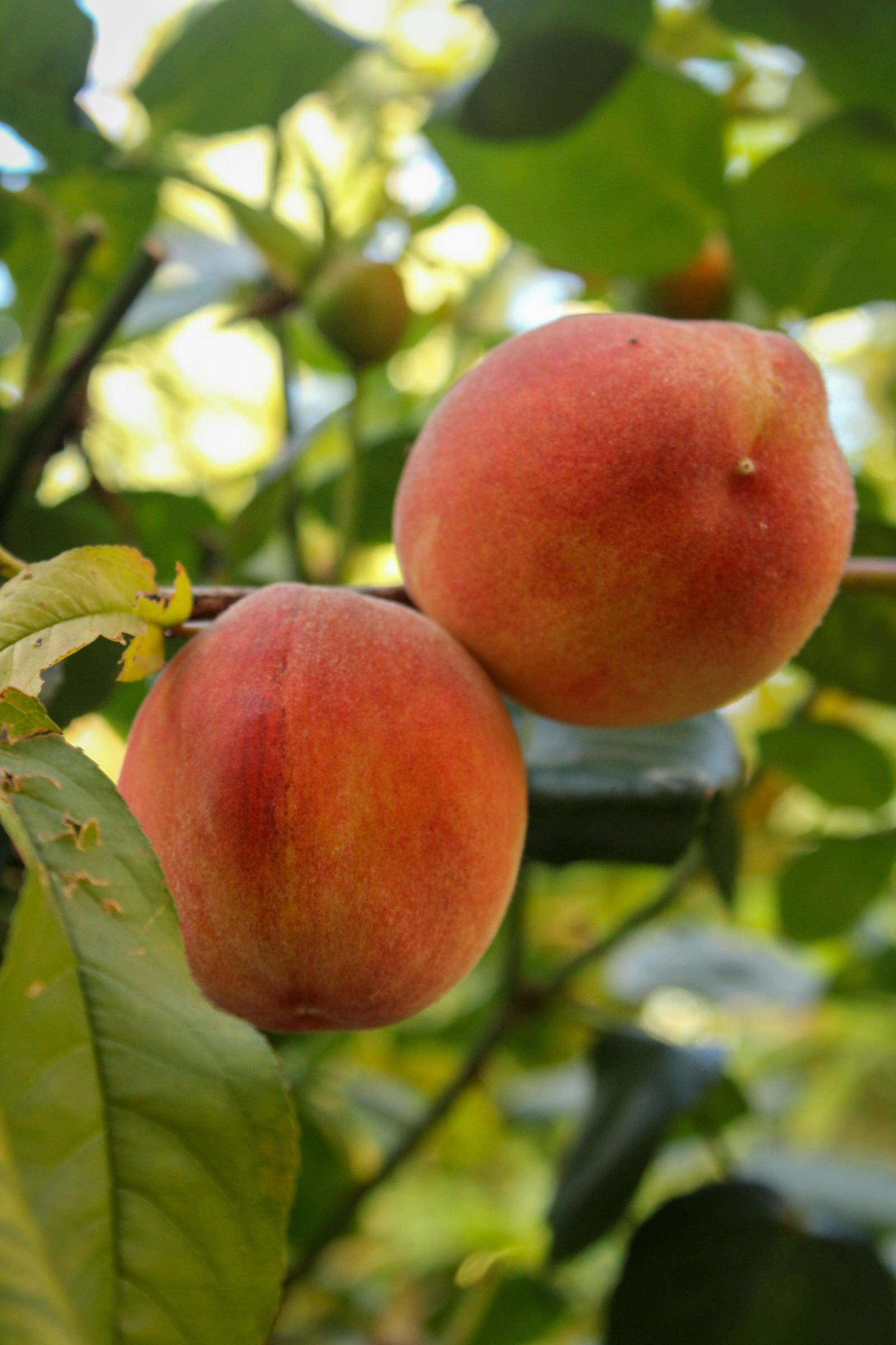 Two brightly coloured peaches grow together in a tree.