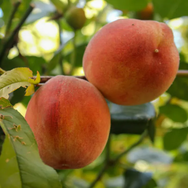 Two brightly coloured peaches grow together in a tree.