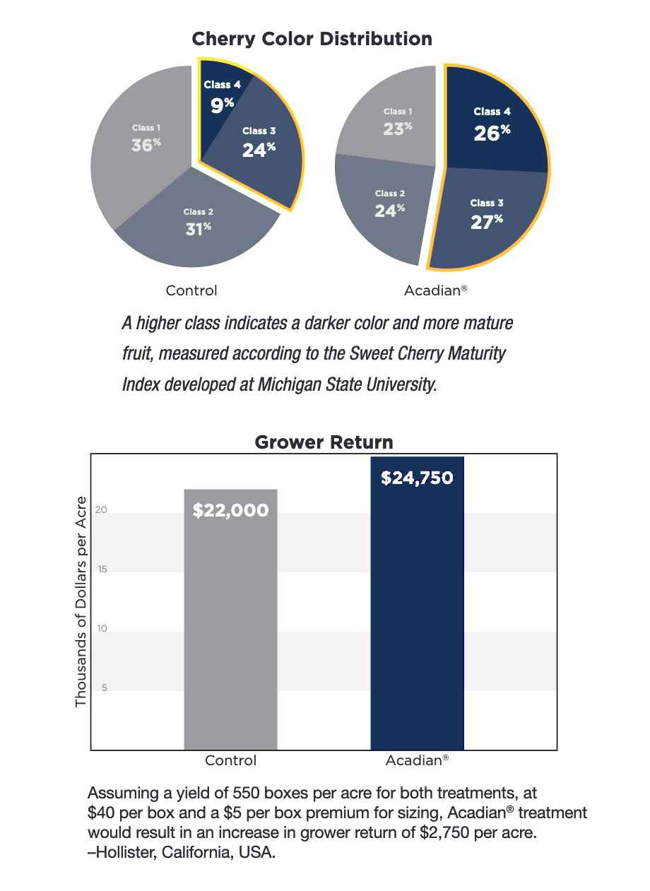 A pie chart and a bar graph showing an analysis of cherry colour distribution and grower return between a control and fruit treated with Acadian.