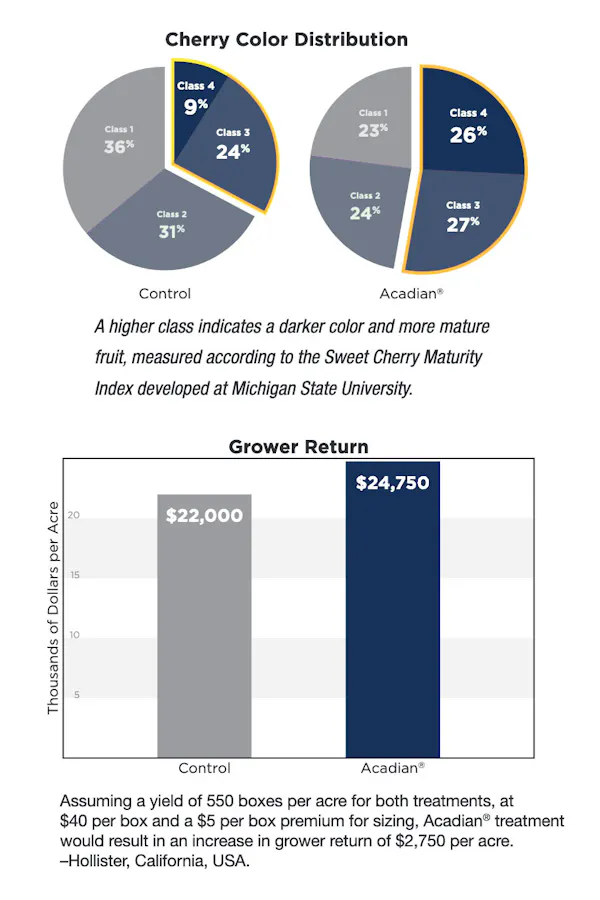 A pie chart and a bar graph showing an analysis of cherry colour distribution and grower return between a control and fruit treated with Acadian.