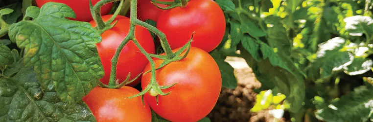 A cluster of bright red tomatoes grow on a healthy green plant.