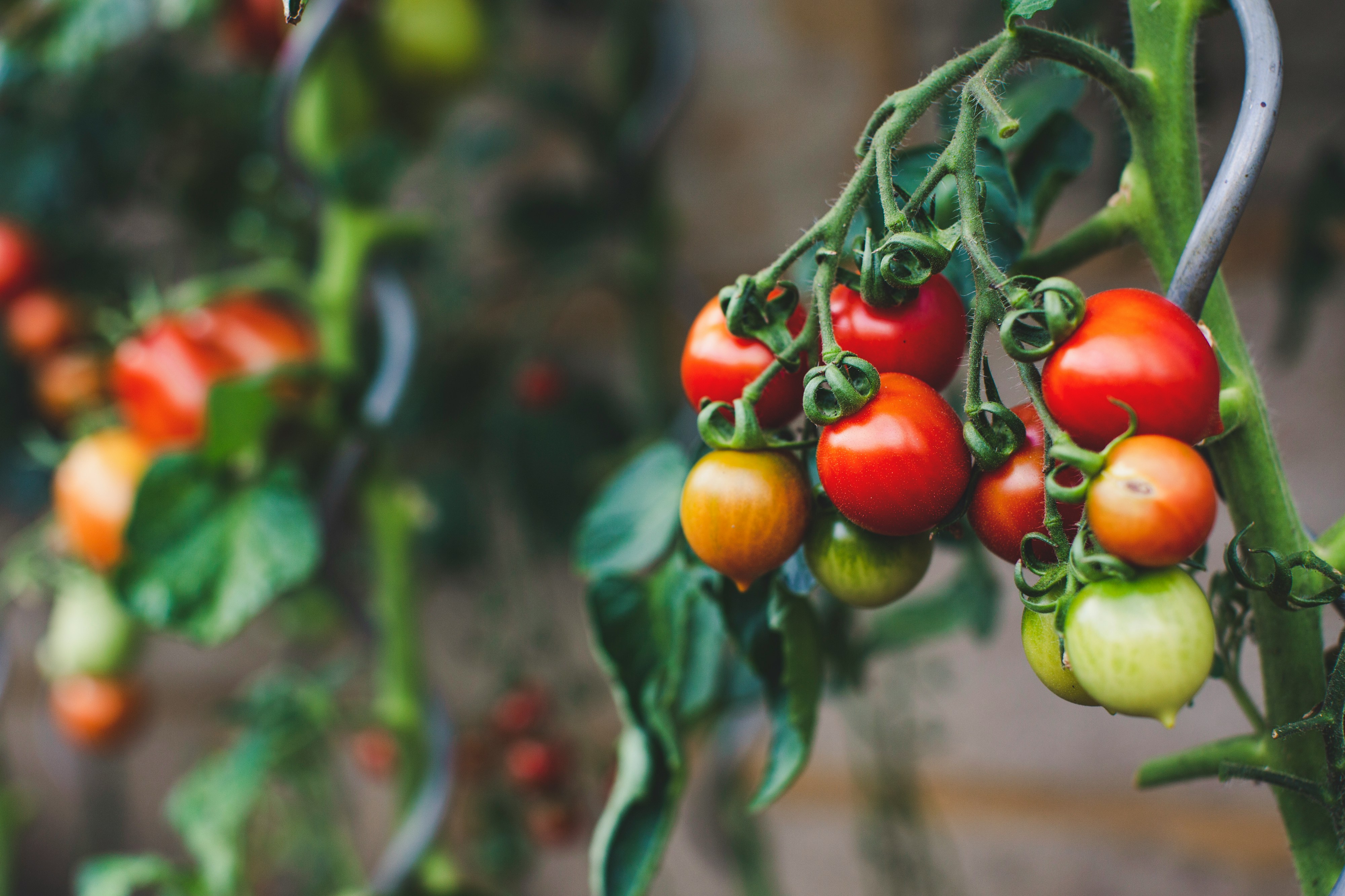 Small red, orange and green tomatoes growing on a vine.