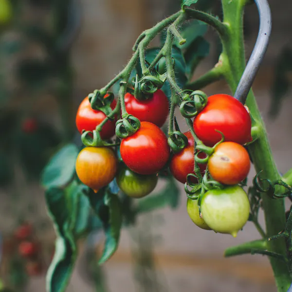 Small red, orange and green tomatoes growing on a vine.