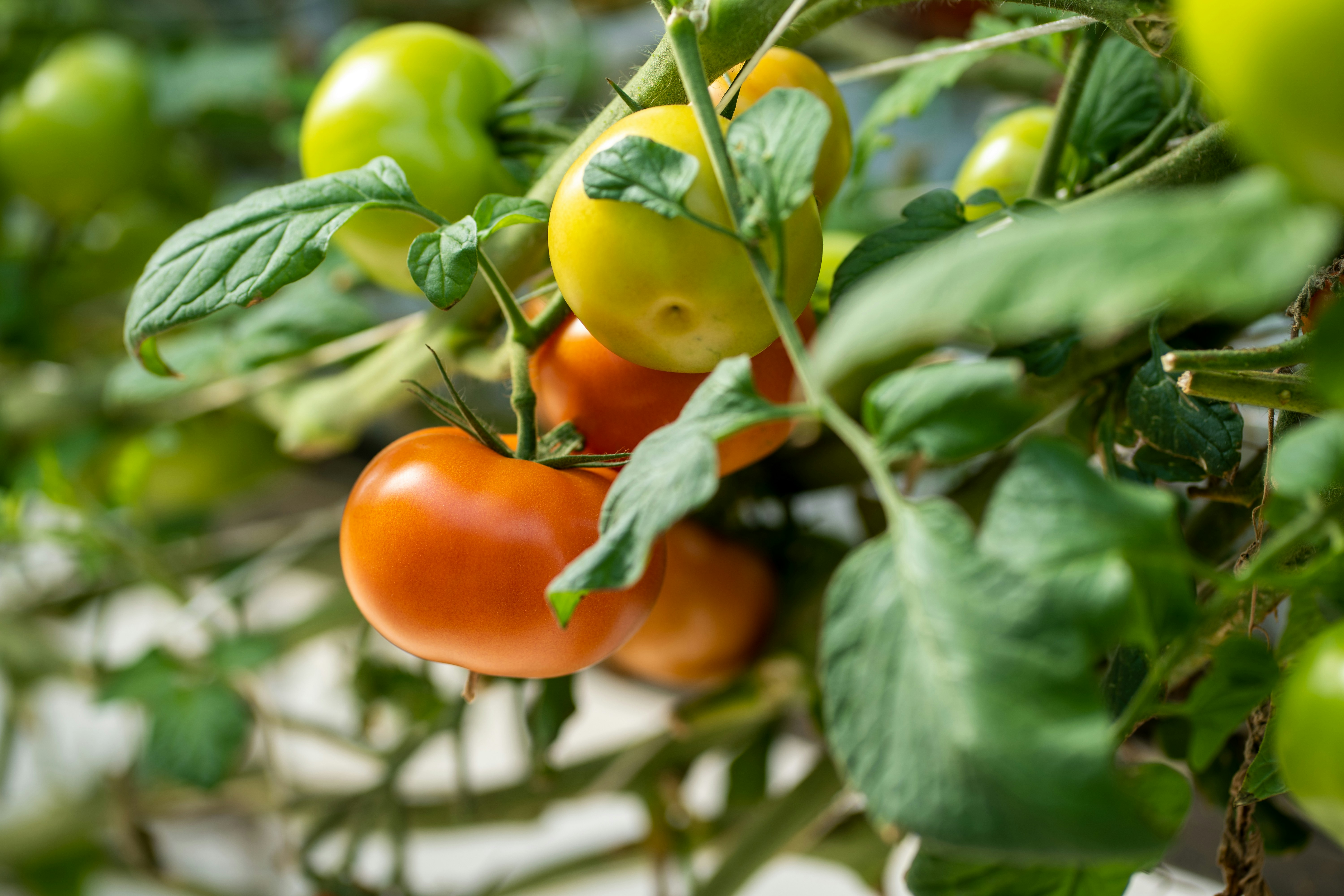 A group of orange, yellow and green tomatoes growing among thick green leaves.