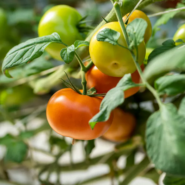 A group of orange, yellow and green tomatoes growing among thick green leaves.