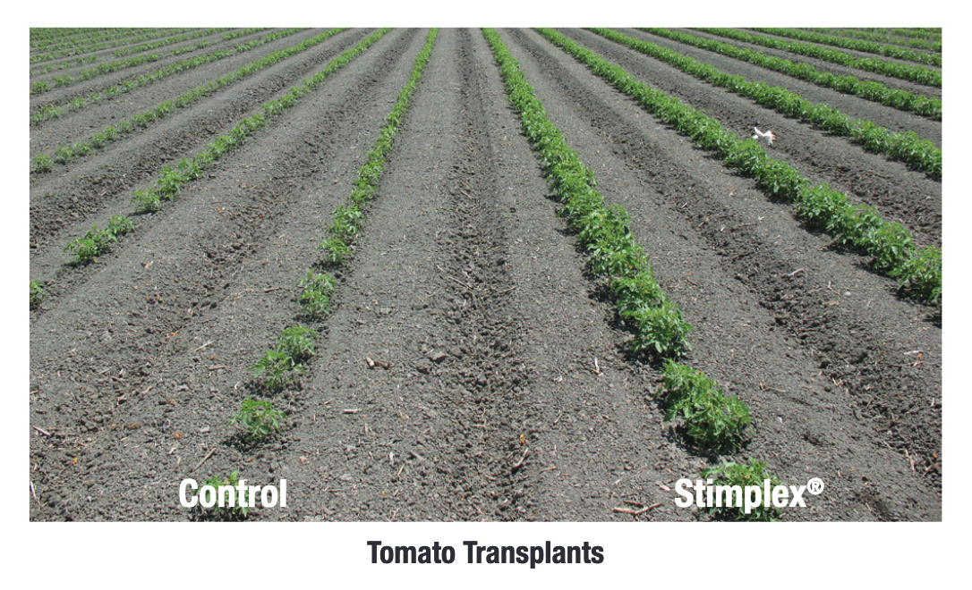 A field showing two crop rows, one used as a control and the other treated with Stimplex.