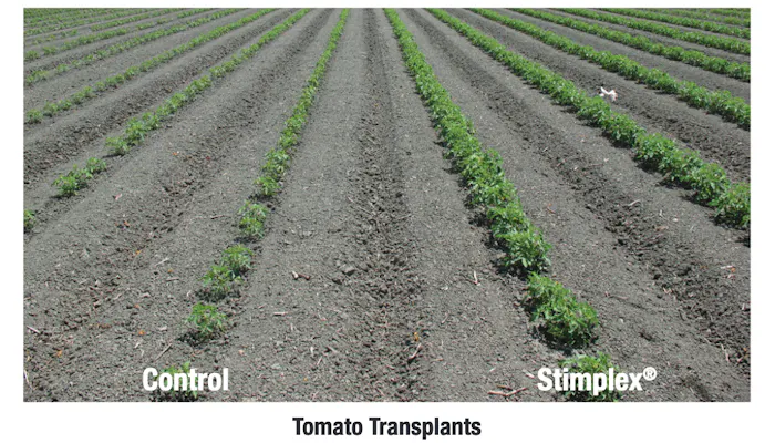 A field showing two crop rows, one used as a control and the other treated with Stimplex.