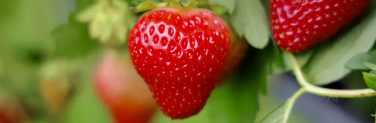 Red strawberries grow on a vine with green leaves around them.
