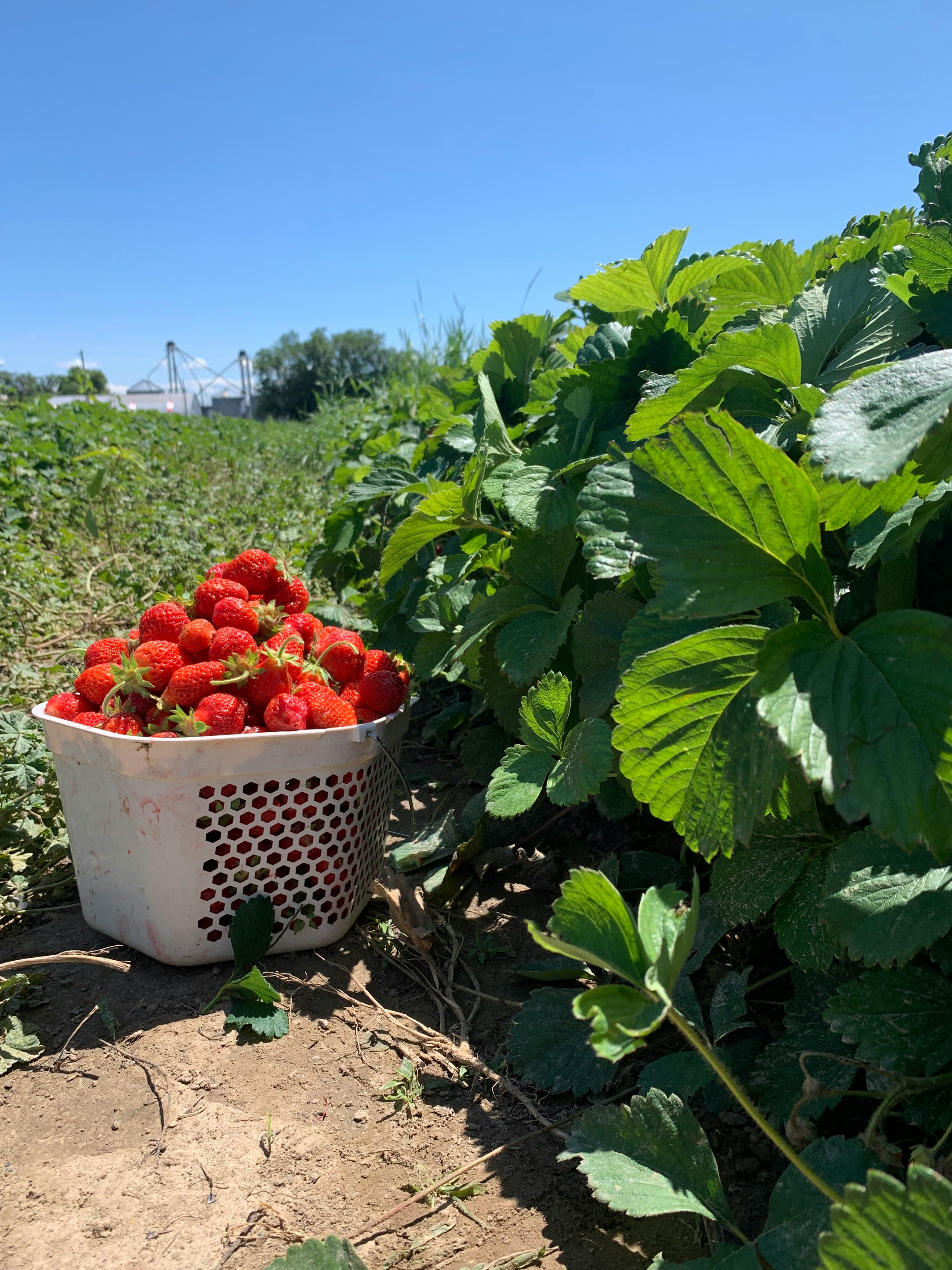 A large basket of picked strawberries beside a crop row of leafy green strawberry plants.