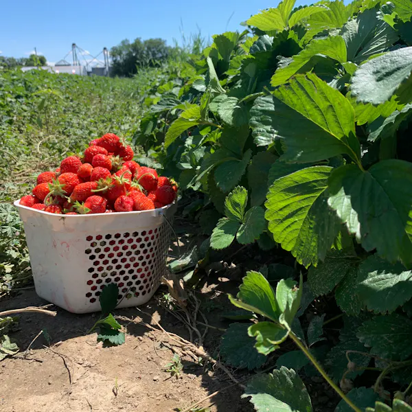 A large basket of picked strawberries beside a crop row of leafy green strawberry plants.