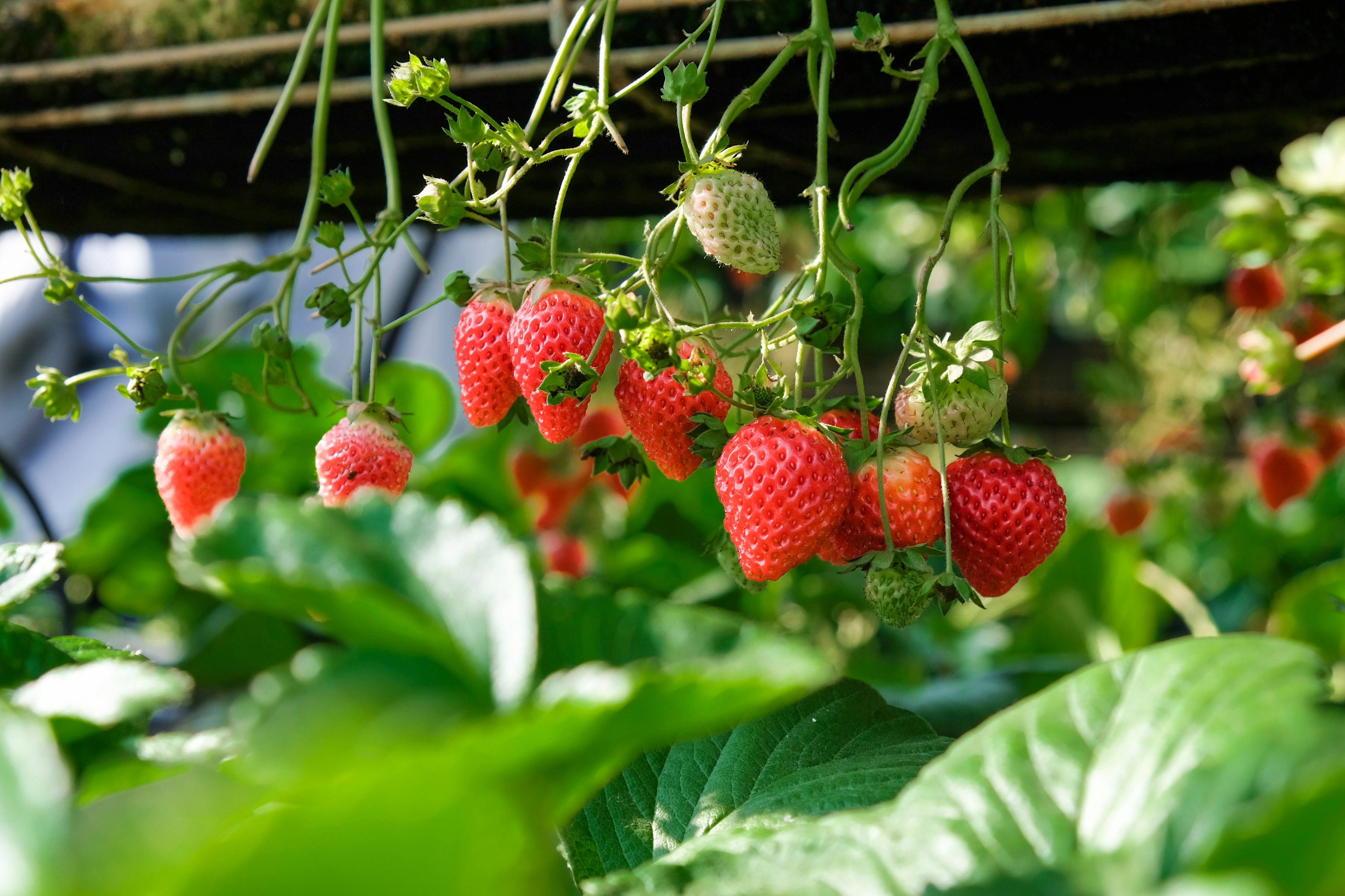 Vines of strawberry plants growing down, with the red berries hanging off of them.