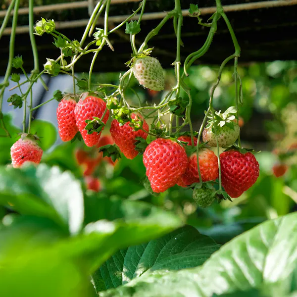 Vines of strawberry plants growing down, with the red berries hanging off of them.