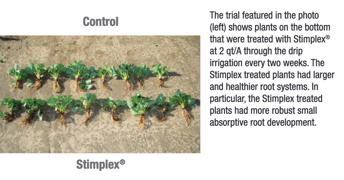 Comparing strawberry plants that were used as a control, and other plants that were treated with Stimplex.