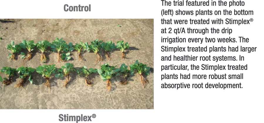 Comparing strawberry plants that were used as a control, and other plants that were treated with Stimplex.