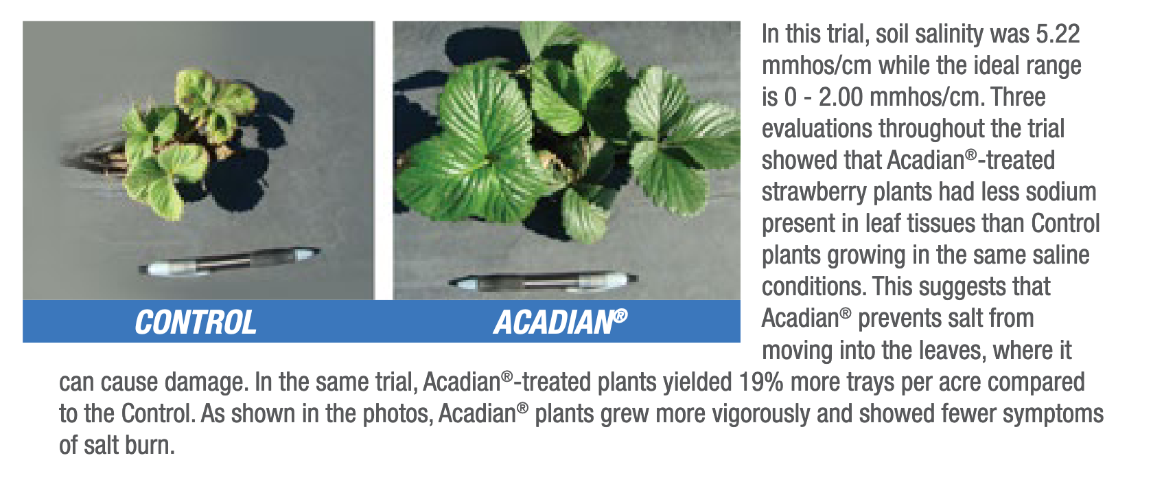 Comparing strawberry plants that were used as a control, and other plants that were treated with Acadian.
