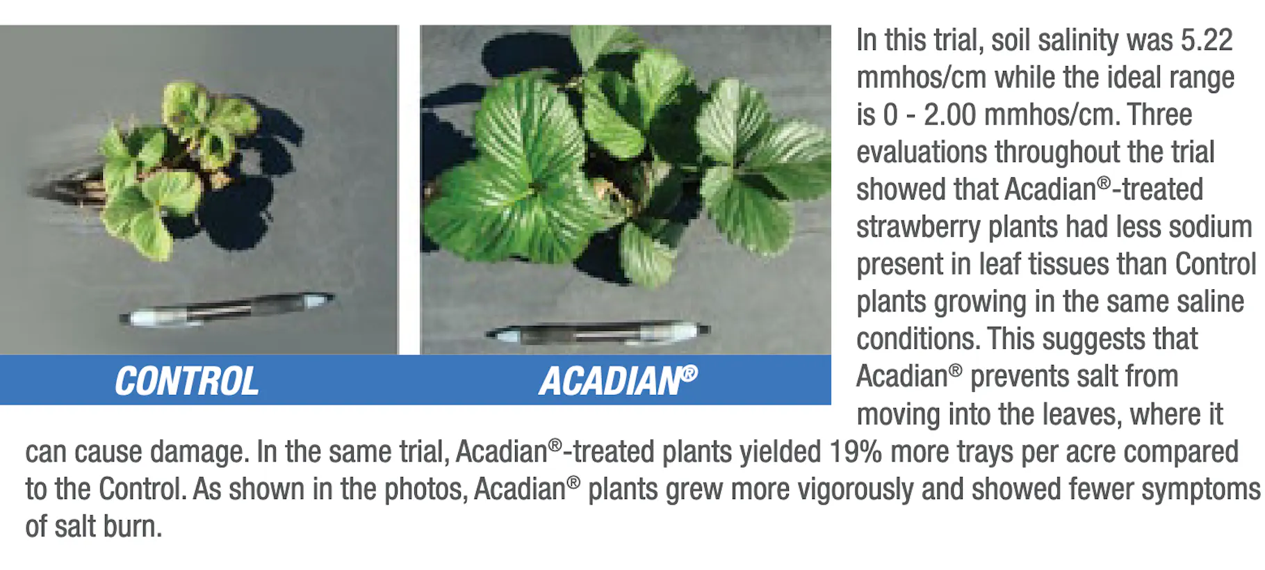 Comparing strawberry plants that were used as a control, and other plants that were treated with Acadian.