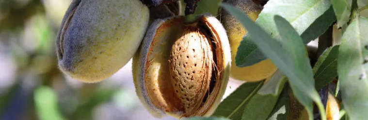 Almonds growing in bunches on a healthy green tree.