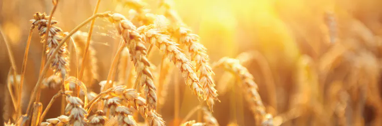 A wheat field bathed in golden light.