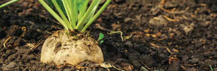 A sugarbeet growing in dark brown soil.