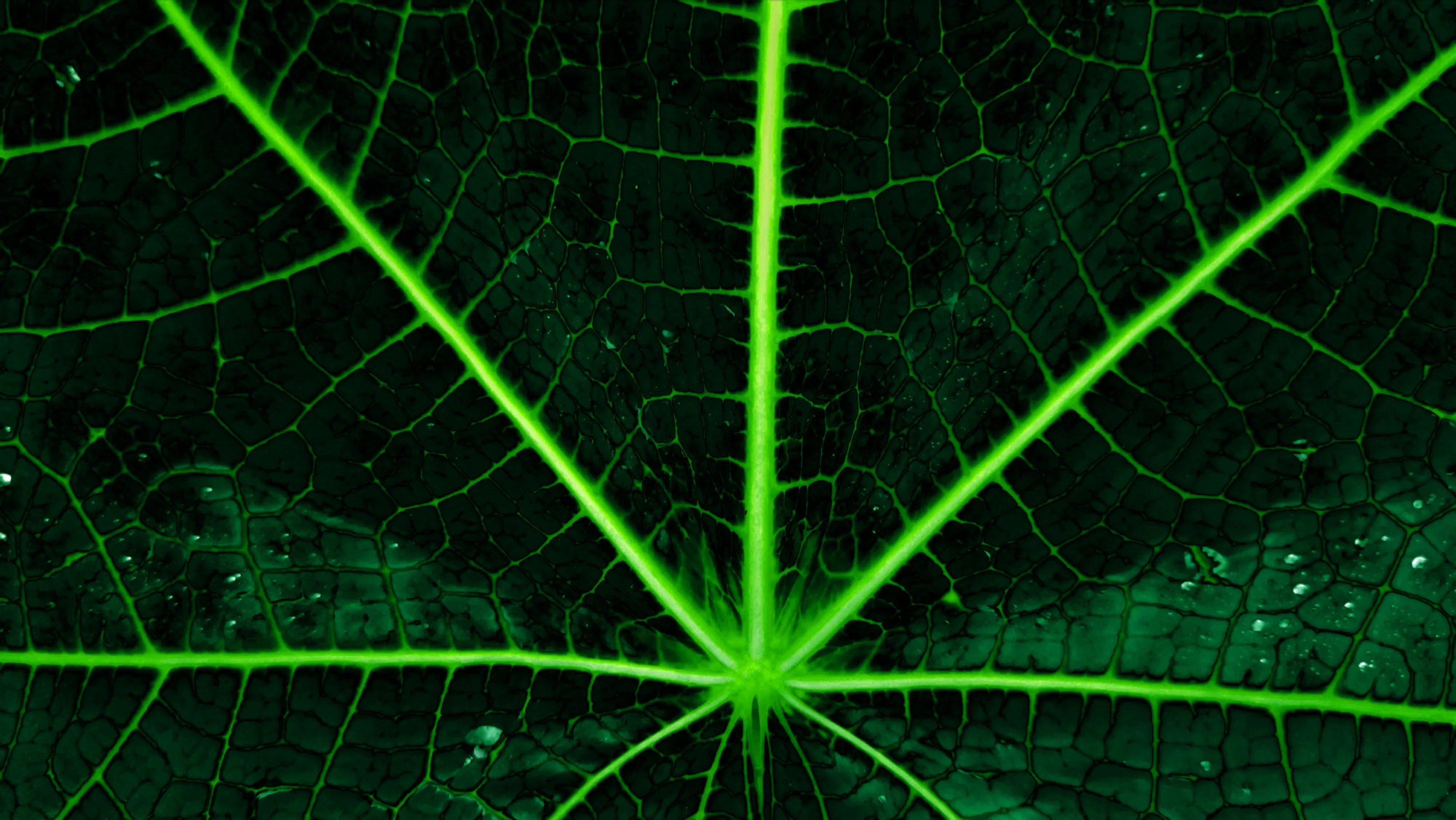 This photo shows a very detailed close-up view of a fresh green leaf.