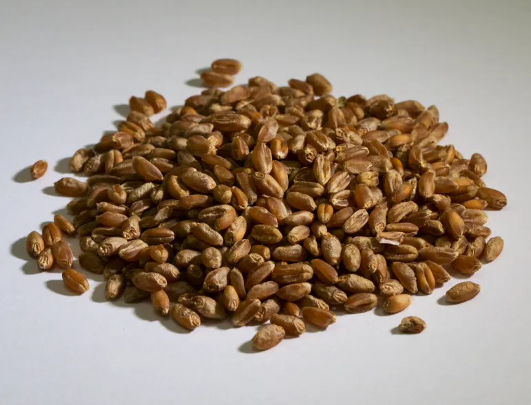 An image showing a pile of seed that has been treated with Acadian seed treatment technology