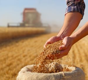 a farmer with his hands in a bag of wheat seed with farm equipment in a field behind him
