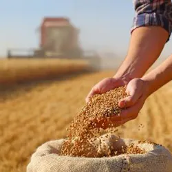 a farmer with his hands in a bag of wheat seed with farm equipment in a field behind him