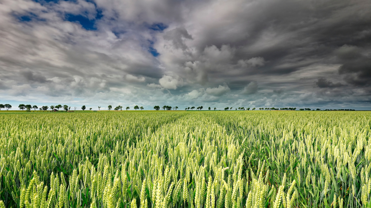 bright green wheat field under a dark stormy sky