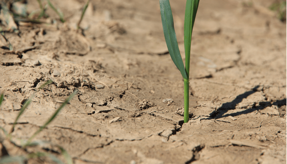 Wheat plant growing in a dry drought environment