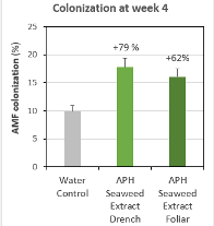 Graph showing AMF Colonization At Week 4; water, sweaweed extract drenched and seaweed extract follar