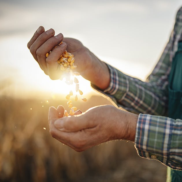 A farmer wearing a green checkered shirt sifts corn seeds from one hand to another with the sun setting behind their hands.