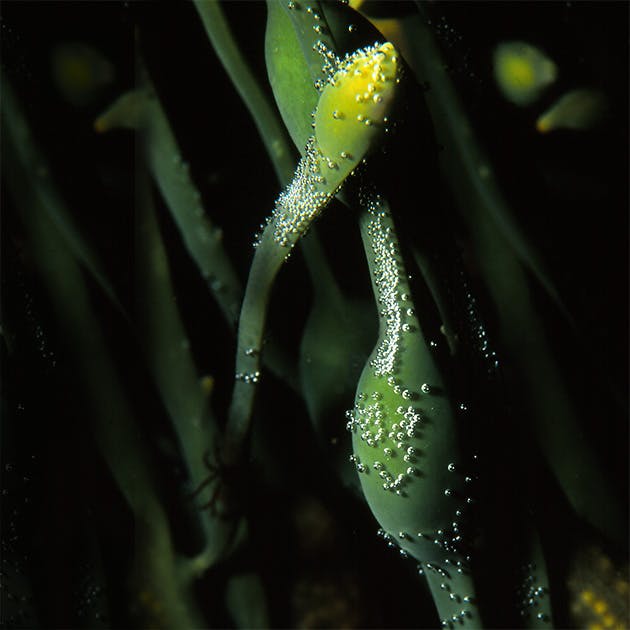 A close up image of green seaweed that are shaped like long green blades of grass.