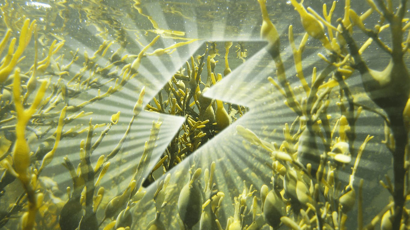 An image of seaweed from underwater with a graphic of a lightning bolt over it. Rays of light are emitting from the lightning bolt in all directions.