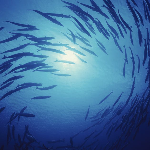 A photo of a school of fish swirling in a circle in the ocean. The photo is taken from below so the sun can be seen above the water's surface.
