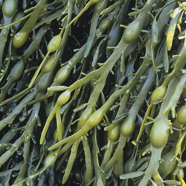 A close up image of green seaweed strands in a bunch. 