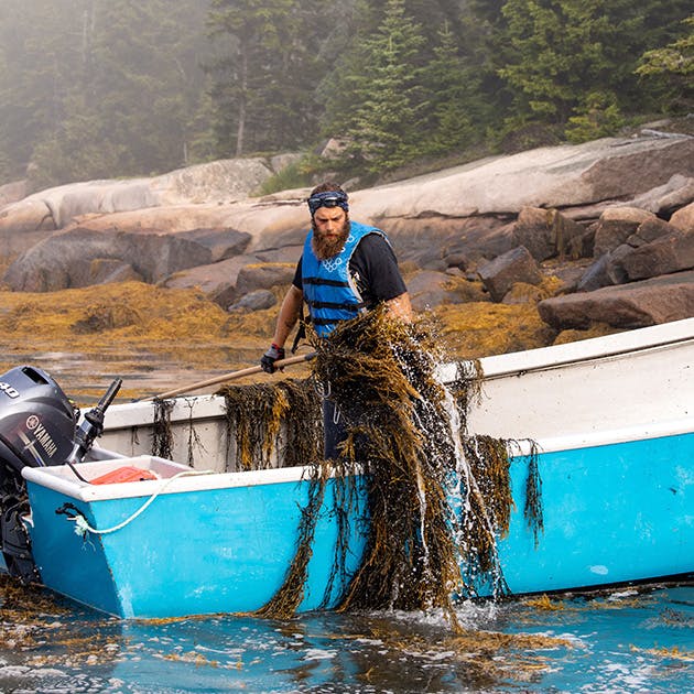 A researcher responsibly and gently harvests seaweed. He is standing in a small blue boat in the water and the rocky misty shore can be seen close by in the background.