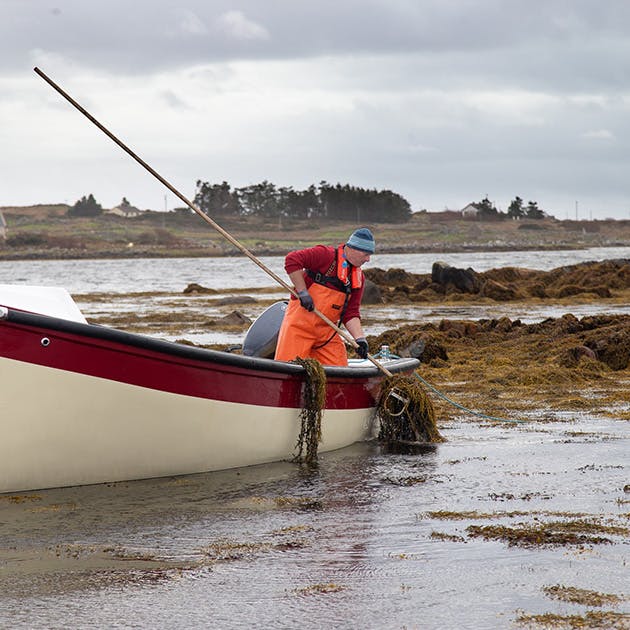 A man is in a small boat harvesting seaweed sustainably and gently. He is wearing orange rubber overalls and a winter hat on a cool grey day.
