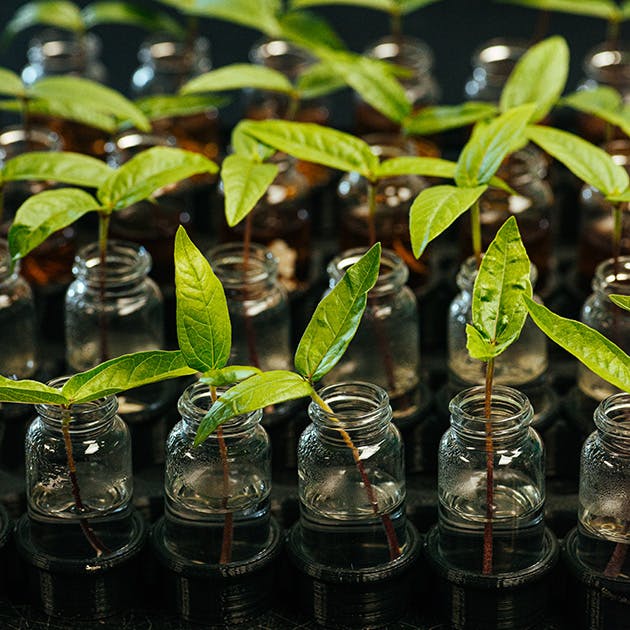 Clear jars are lined up with water and a small green plant sprout in each one.